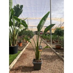 STRELITZIA AUGUSTA MACETA CUADRADA C-7,3L