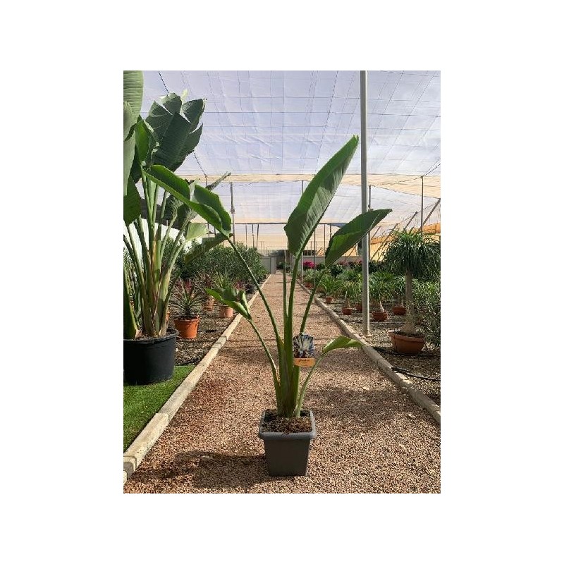 STRELITZIA AUGUSTA MACETA CUADRADA C-7,3L