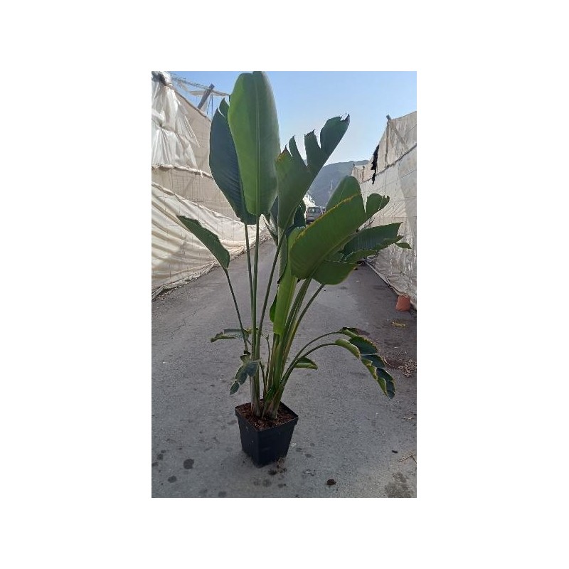 STRELITZIA AUGUSTA GRUPO 14,5L 28X28