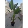 STRELITZIA AUGUSTA GRUPO 14,5L 28X28