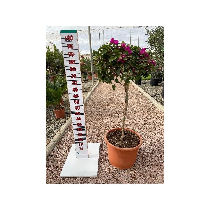 BOUGAINVILLEA FUCSIA COPA C-15L