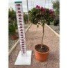 BOUGAINVILLEA FUCSIA COPA C-15L