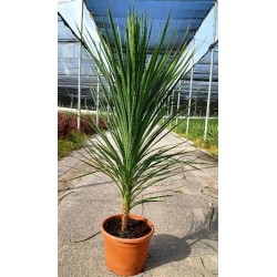 CORDYLINE AUSTRALIS PEKO C-15L