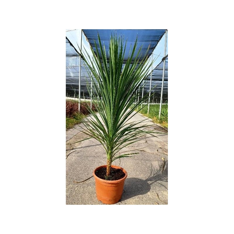 CORDYLINE AUSTRALIS PEKO C-15L