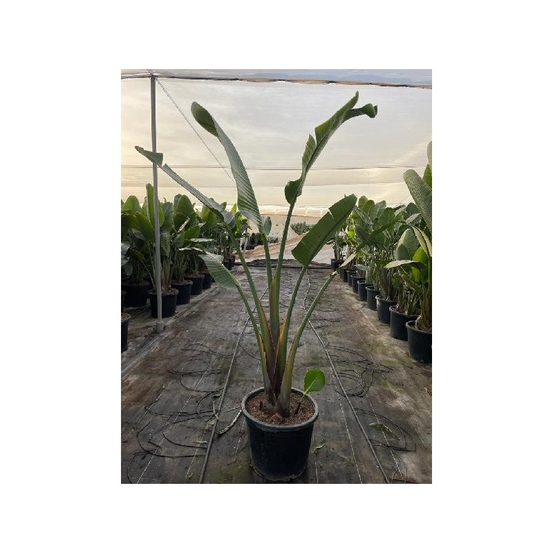 STRELITZIA AUGUSTA C-40 (1 PLANTA)