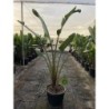 STRELITZIA AUGUSTA C-40 (1 PLANTA)