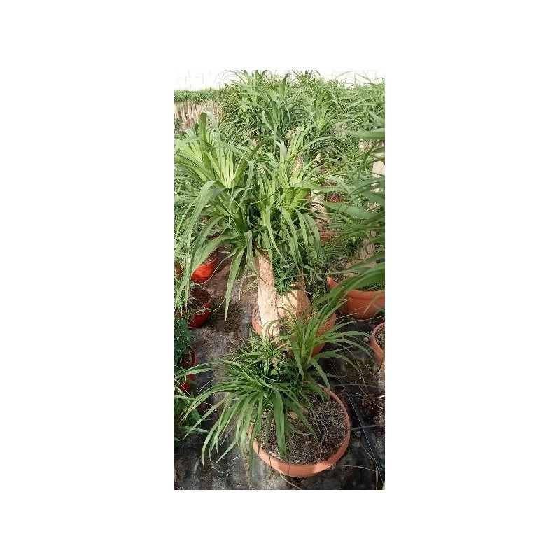 BEAUCARNEA RECURVATA RAMIFICADA TARRINA C-45 (23L)