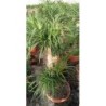 BEAUCARNEA RECURVATA RAMIFICADA TARRINA C-45 (23L)