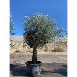 OLEA EUROPAEA PATA/RAMIFICADO C-100 (40/60)