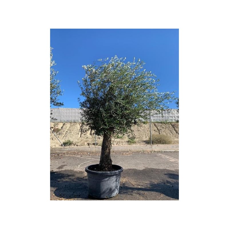 OLEA EUROPAEA PATA/RAMIFICADO C-100 (40/60)