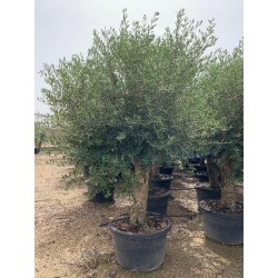 OLEA EUROPAEA...