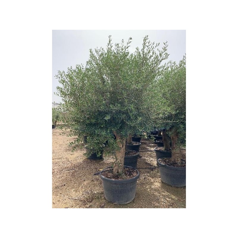 OLEA EUROPAEA PATA/RAMIFICADO C-170 (60/80)