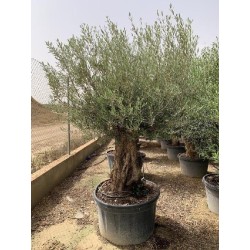 OLEA EUROPAEA PATA/RAMIFICADO C-290 (80/100)