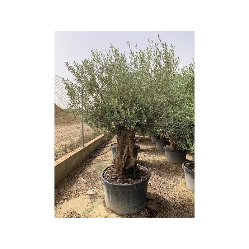 OLEA EUROPAEA PATA/RAMIFICADO C-290 (80/100)