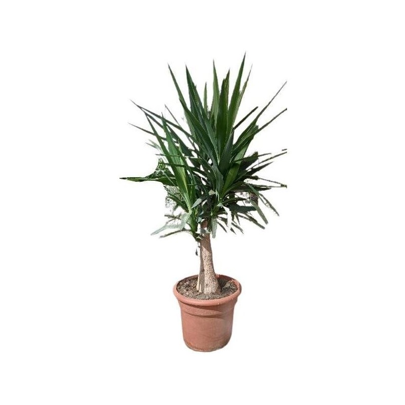 YUCCA ELEPHANTIPES COPA C-20L TRONC 40/50