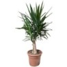 YUCCA ELEPHANTIPES COPA C-20L TRONC 40/50