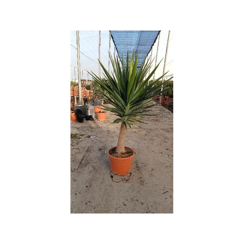 YUCCA ELEPHANTIPES COPA C-15L