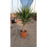 YUCCA ELEPHANTIPES COPA C-15L