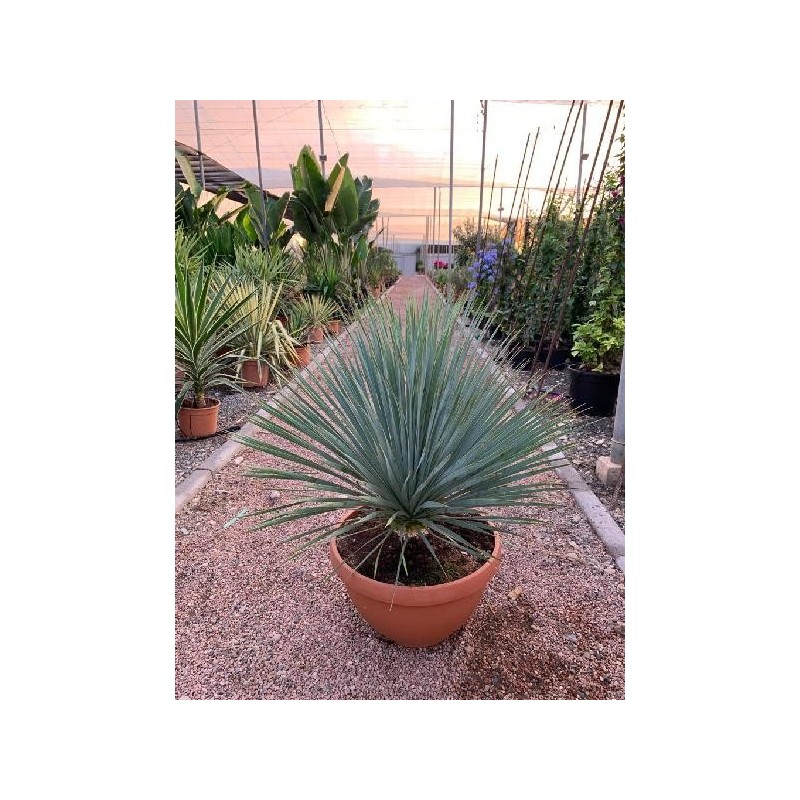 YUCCA ROSTRATA TARRINA 23L