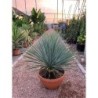 YUCCA ROSTRATA TARRINA 23L