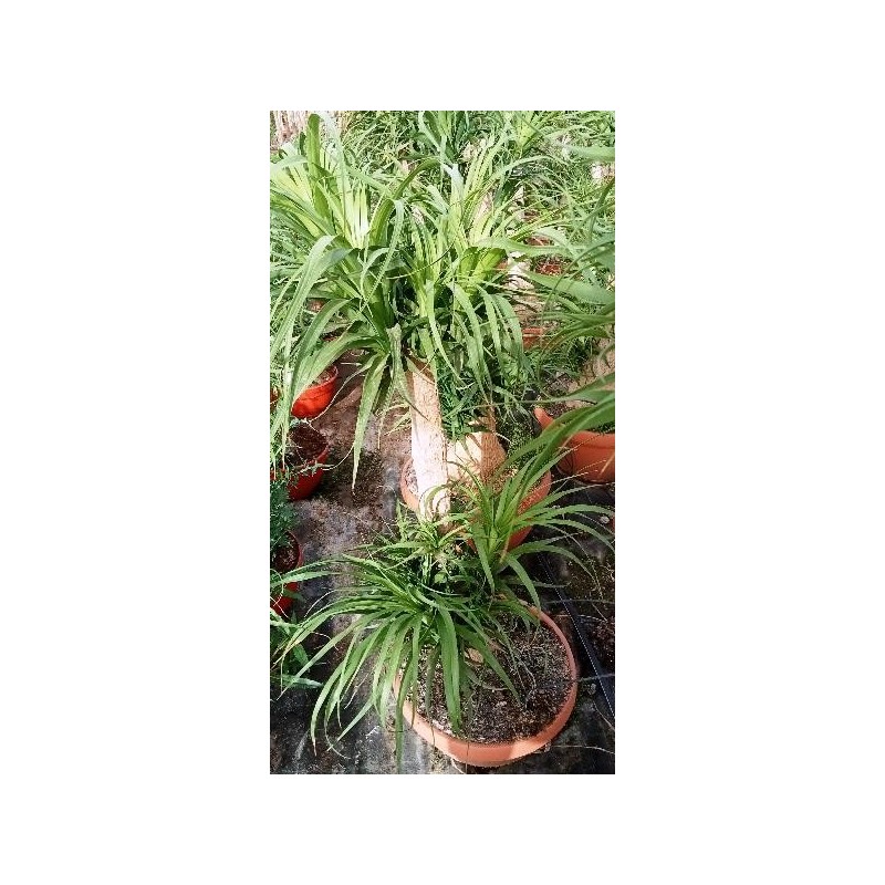 BEAUCARNEA RECURVATA SIMPLE TARRINA C-23L (TRONCO 80CM)