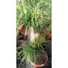 BEAUCARNEA RECURVATA SIMPLE TARRINA C-23L (TRONCO 80CM)