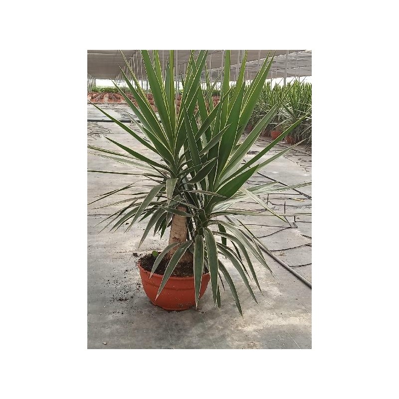 YUCCA PUCK COPA TARRINA C-10L