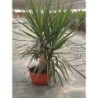 YUCCA PUCK COPA TARRINA C-10L