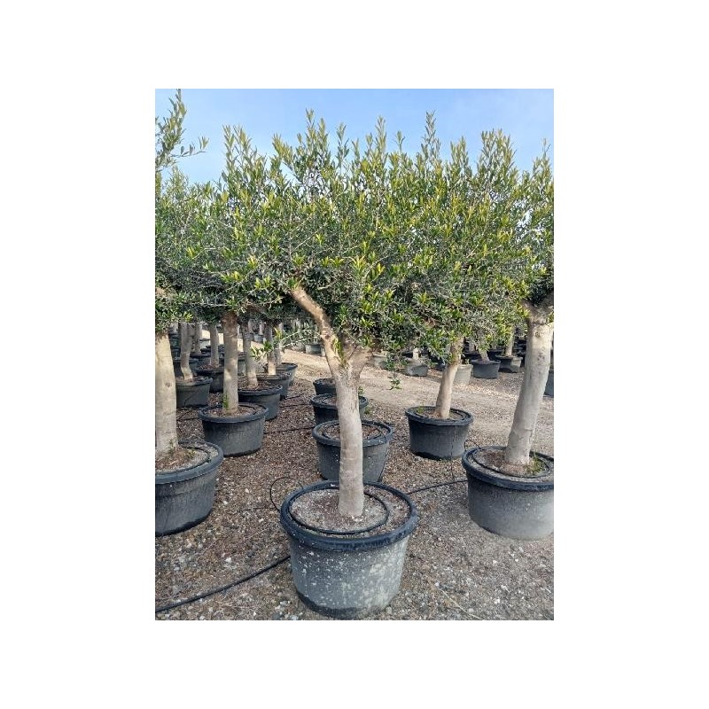 OLEA EUROPAEA TRONCO LISO RAMIFICADO 170L (50/70)