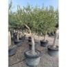 OLEA EUROPAEA TRONCO LISO RAMIFICADO 170L (50/70)