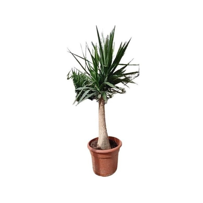 YUCCA ELEPHANTIPES COPA C-20L TRONC 60/70