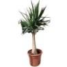 YUCCA ELEPHANTIPES COPA C-20L TRONC 60/70