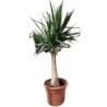 YUCCA ELEPHANTIPES COPA C-20L TRONC 60/70