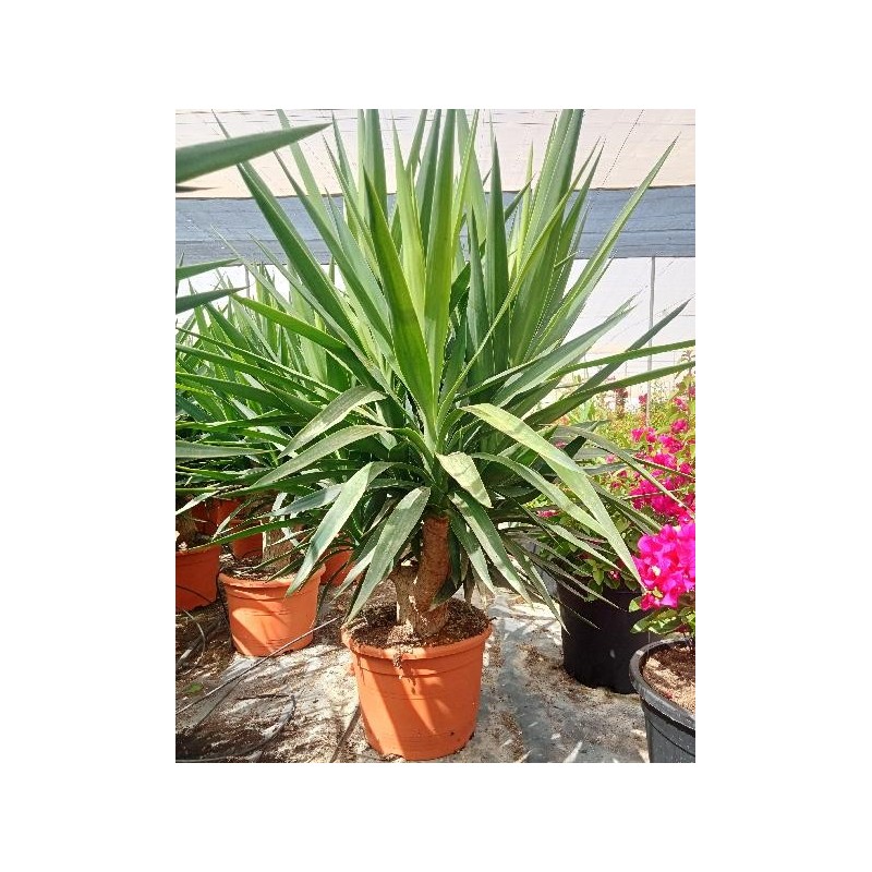 YUCCA ELEPHANTIPES BRANCHED C-15L