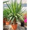 YUCCA ELEPHANTIPES BRANCHED C-15L