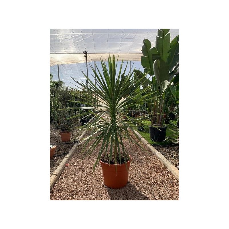 CORDYLINE AUSTRALIS PEKO C-25L