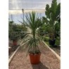 CORDYLINE AUSTRALIS PEKO C-25L