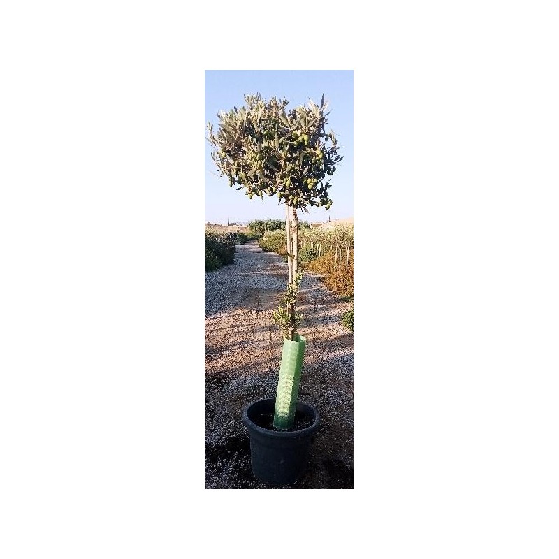 OLEA EUROPAEA COPA C-30