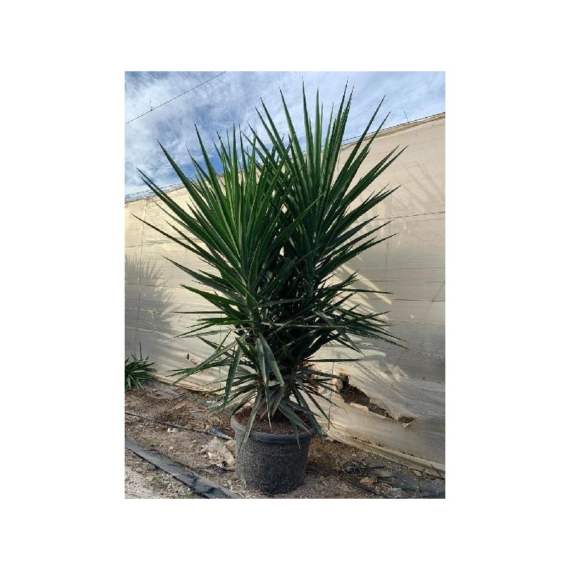 YUCCA ELEPHANTIPES BRANCHED C-60L