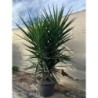 YUCCA ELEPHANTIPES BRANCHED C-60L