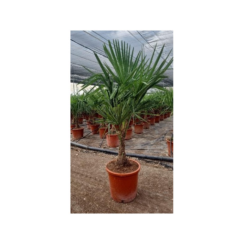 TRACHYCARPUS FORTUNEI C-30