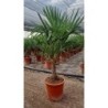 TRACHYCARPUS FORTUNEI C-30