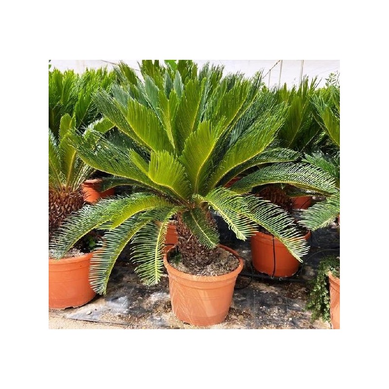 CYCAS REVOLUTA  20/30  C-15L EXTRA