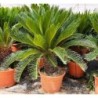 CYCAS REVOLUTA  20/30  C-15L EXTRA