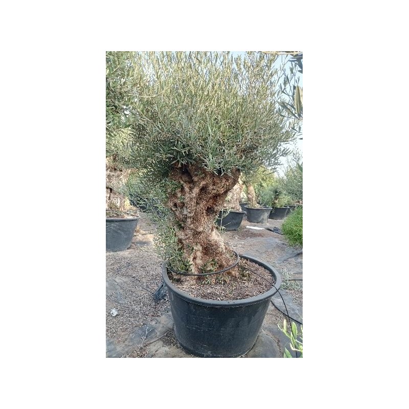 OLEA EUROPAEA PATA/ RAMIFICADO C-500L (130/160)