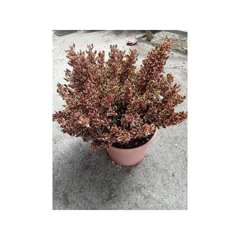 COPROSMA TRICOLOR C-10L