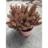 COPROSMA TRICOLOR C-10L