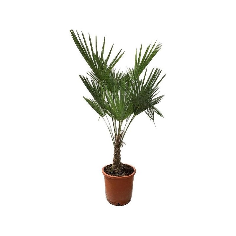 TRACHYCARPUS FORTUNEI C-30 EXTRA