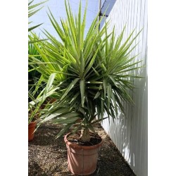 YUCCA ELEPHANTIPES JEWEL COPA  C-45L