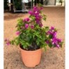 BOUGAINVILLEA ALEXANDRA C-5L